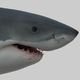 great white shark .OBJ